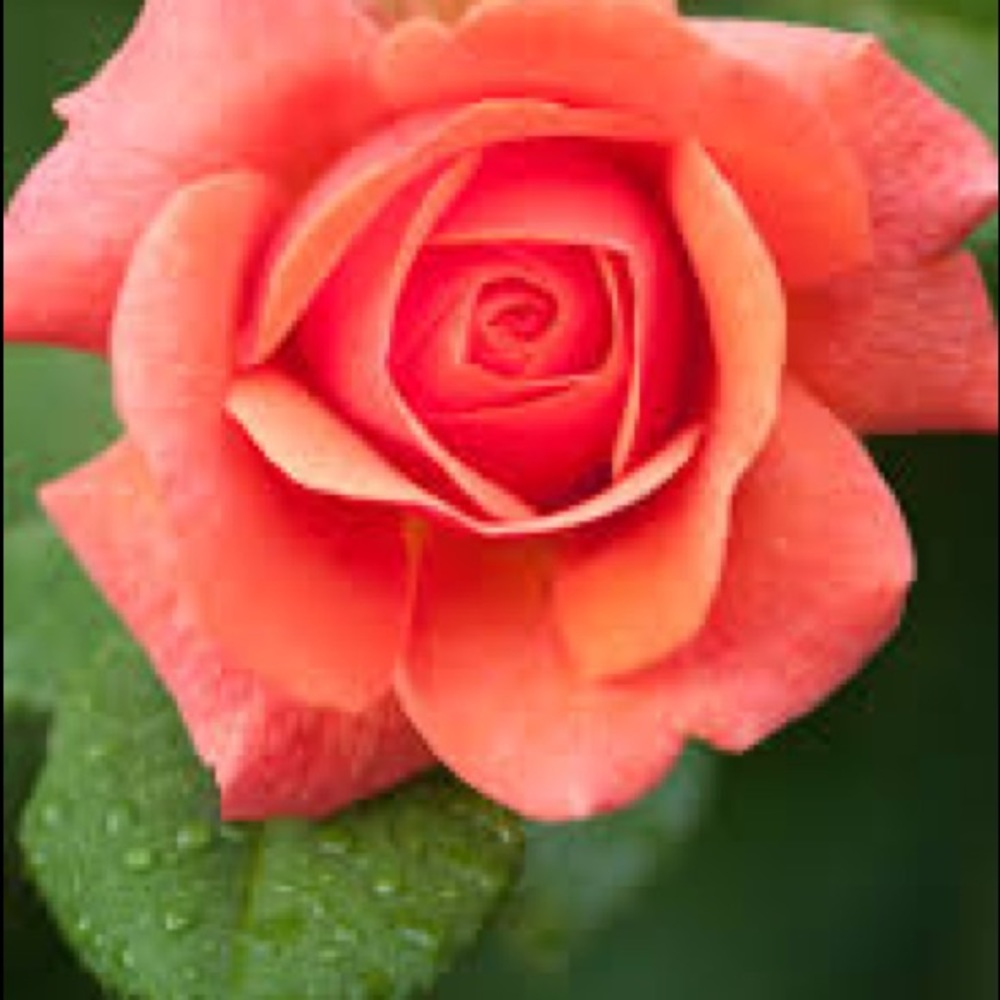 Meet your Posher, Caroyln